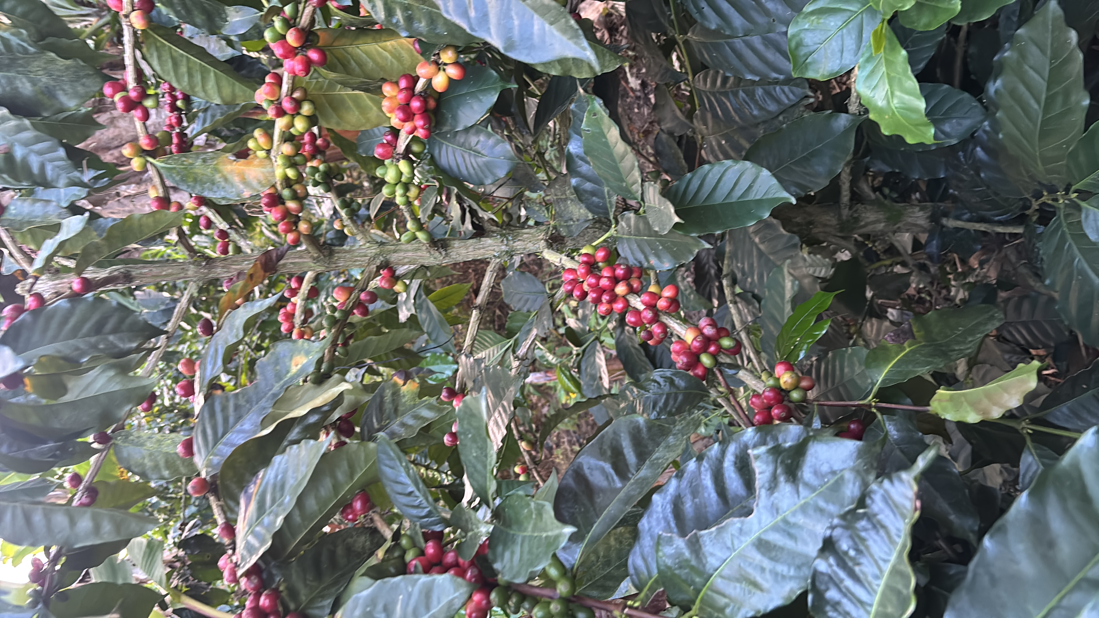 Finca Villa Chachita - Vista 1